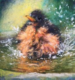 Splish Splash
